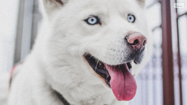 white husky overview