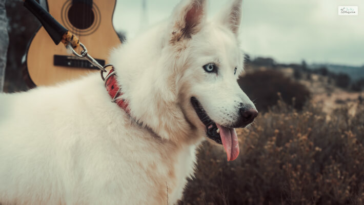 White Siberian Husky