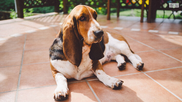 Beagle X Chihuahua