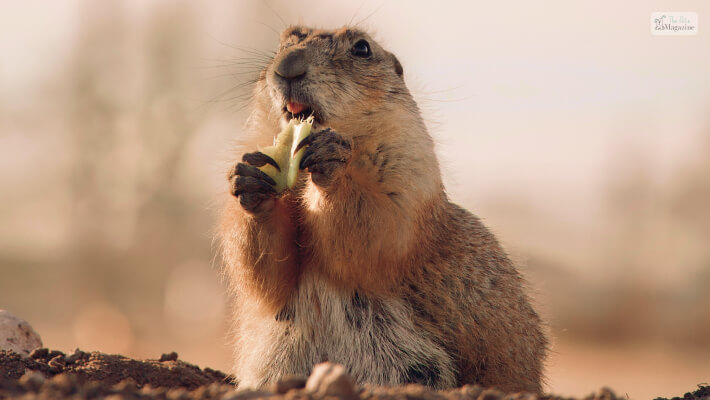 Beavers