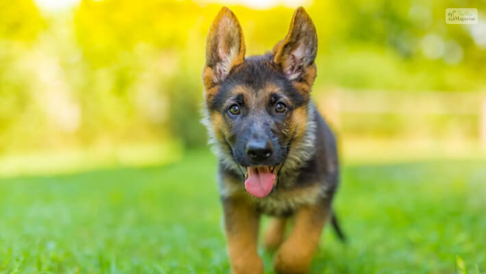 German shepherd Breed Overview