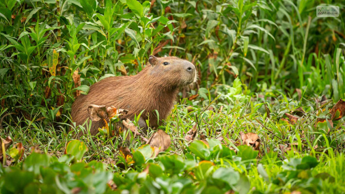 Capybaras