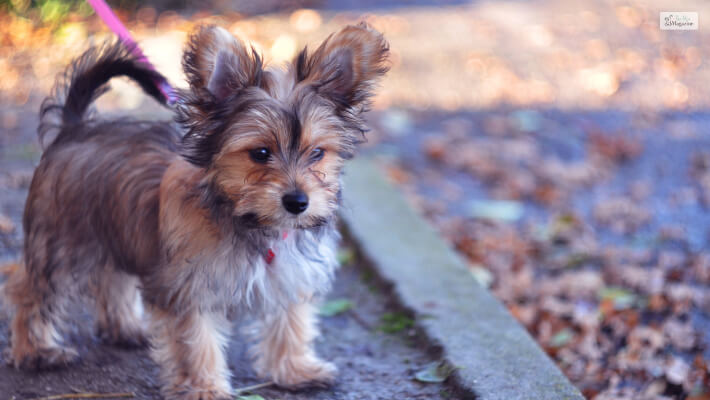 The Chorkie (Chihuahua X Yorkshire Terrier Mix)