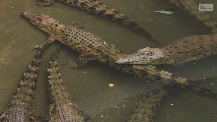 Crocodiles