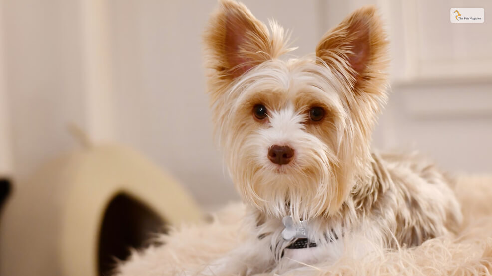 Development and Types of Terrier Breeds