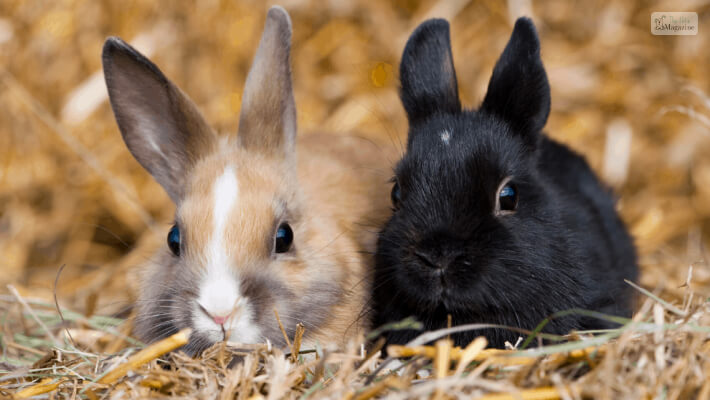 Different Colors Of The Rabbit