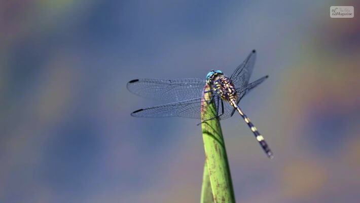 Dragonflies