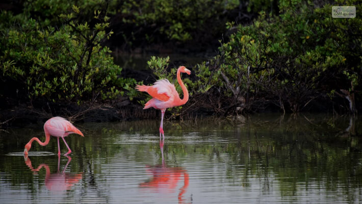 Flamingos