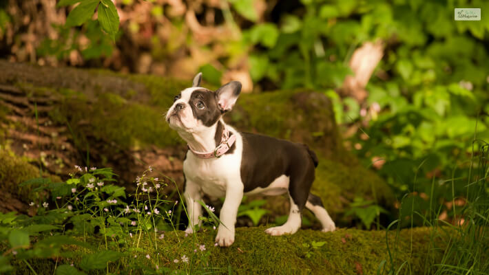 The Frenchton (French Bulldog X Boston Terrier Mix)