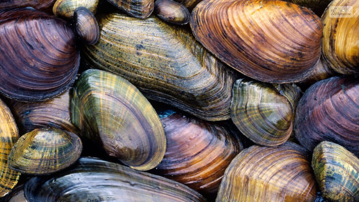 Freshwater Clams