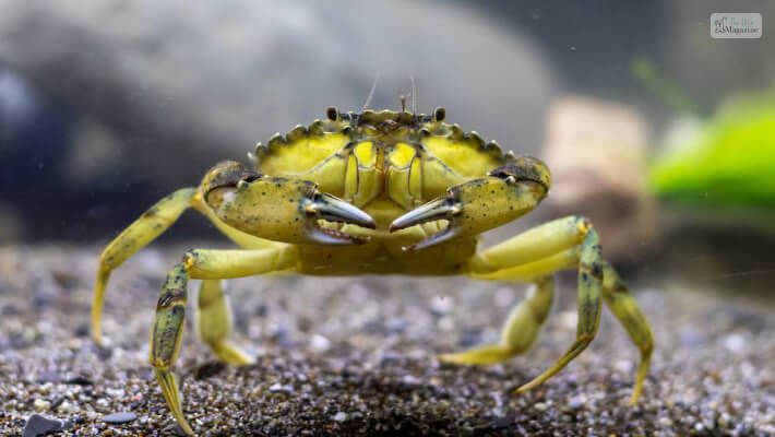 Freshwater Crabs