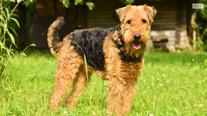 The Airedale Shepherd (German Shepherd X Airedale Terrier Mix)