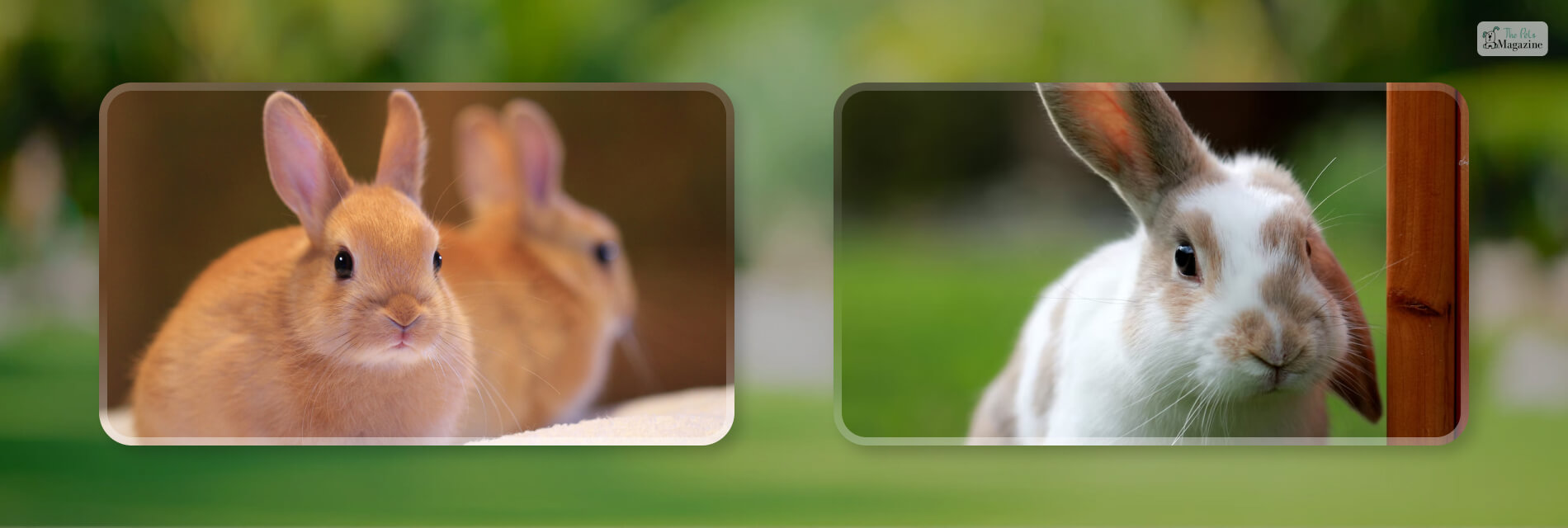 Netherland Dwarf Rabbit