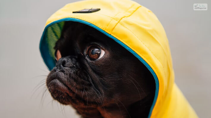 Black Pug small dog with a larger-than-life personality