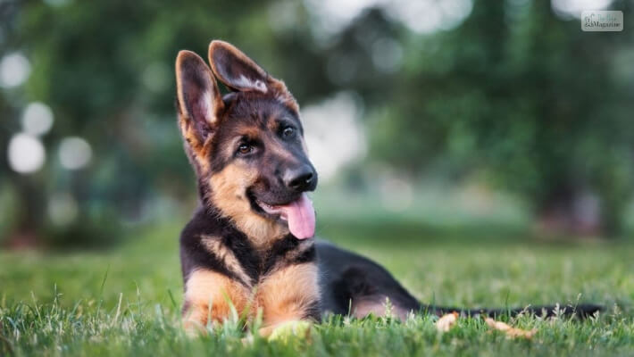 miniature german shepherd full grown