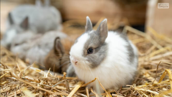 Physical Appearance Of The Dwarf Rabbits