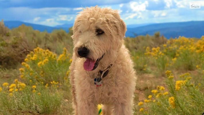The Whoodle (Poodle X Wheaten Terrier Mix)
