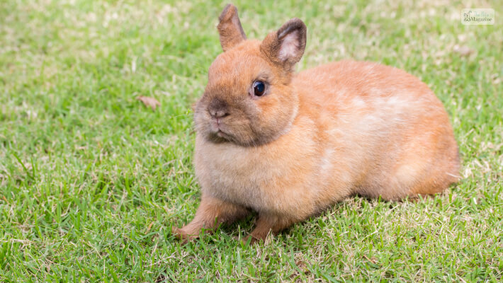 Size Of Rabbit