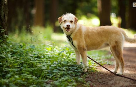 Terrier Mix Breeds