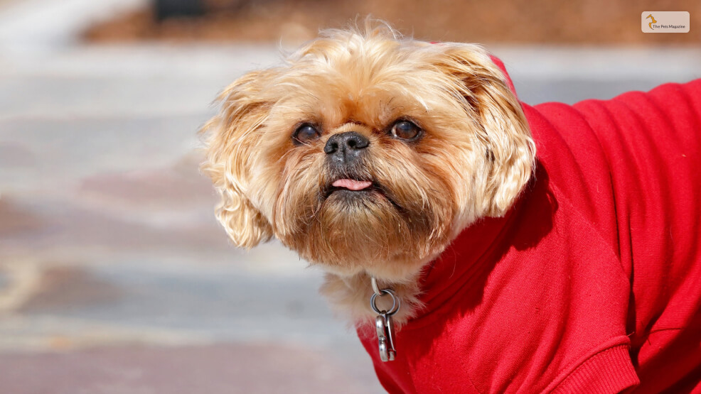 The Shorkie (Shih Tzu X Yorkshire Terrier Mix)