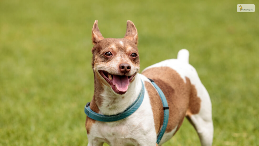 Types Of Terrier Breeds