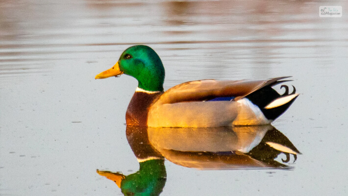 Water Fowl