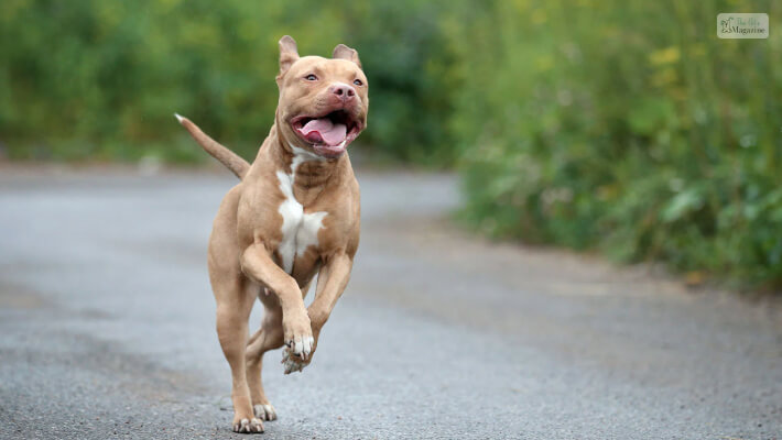 American Pitbull Terrier