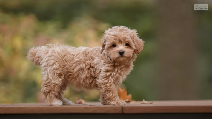 Maltese Poodle Appearance