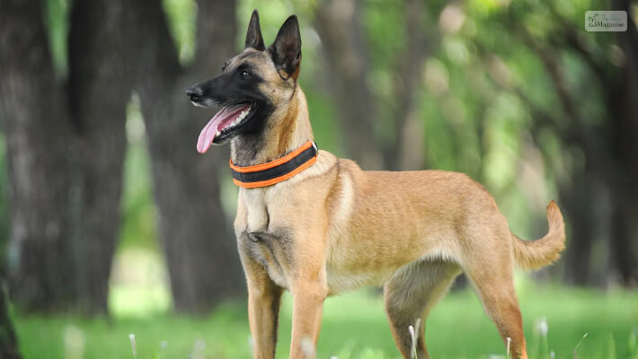 Belgian Malinois