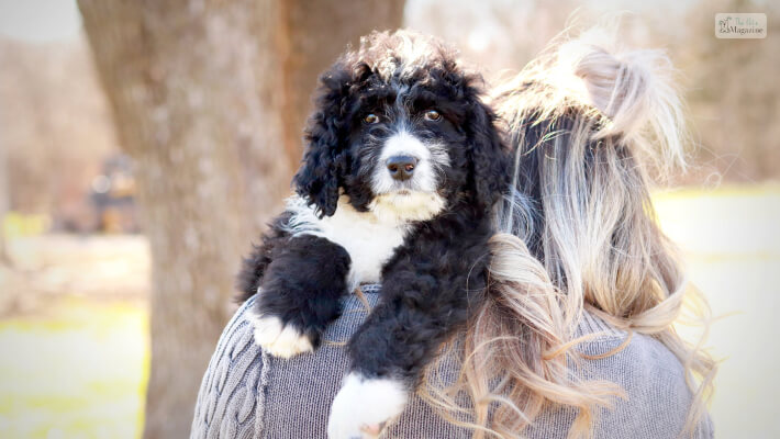 Bernedoodle Care & Health