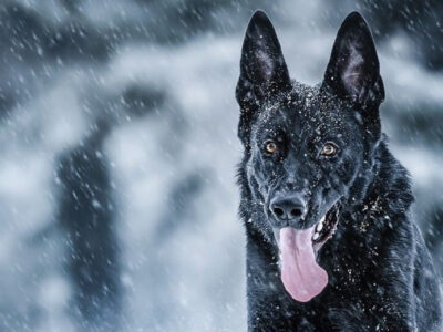 Black German Shepherd