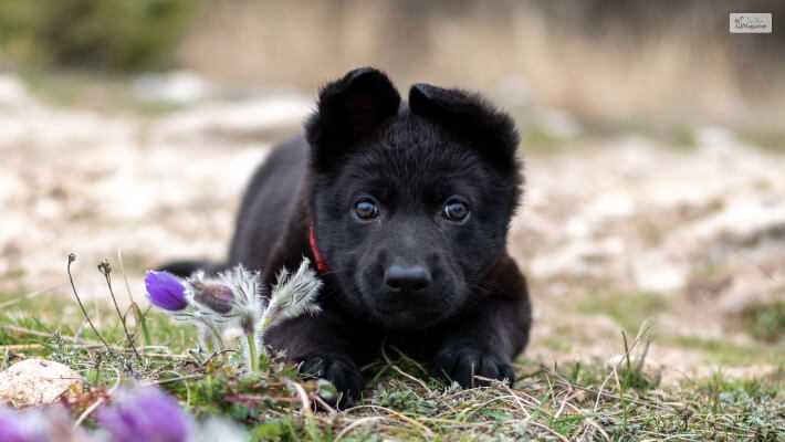 Black German Shepherd Puppies