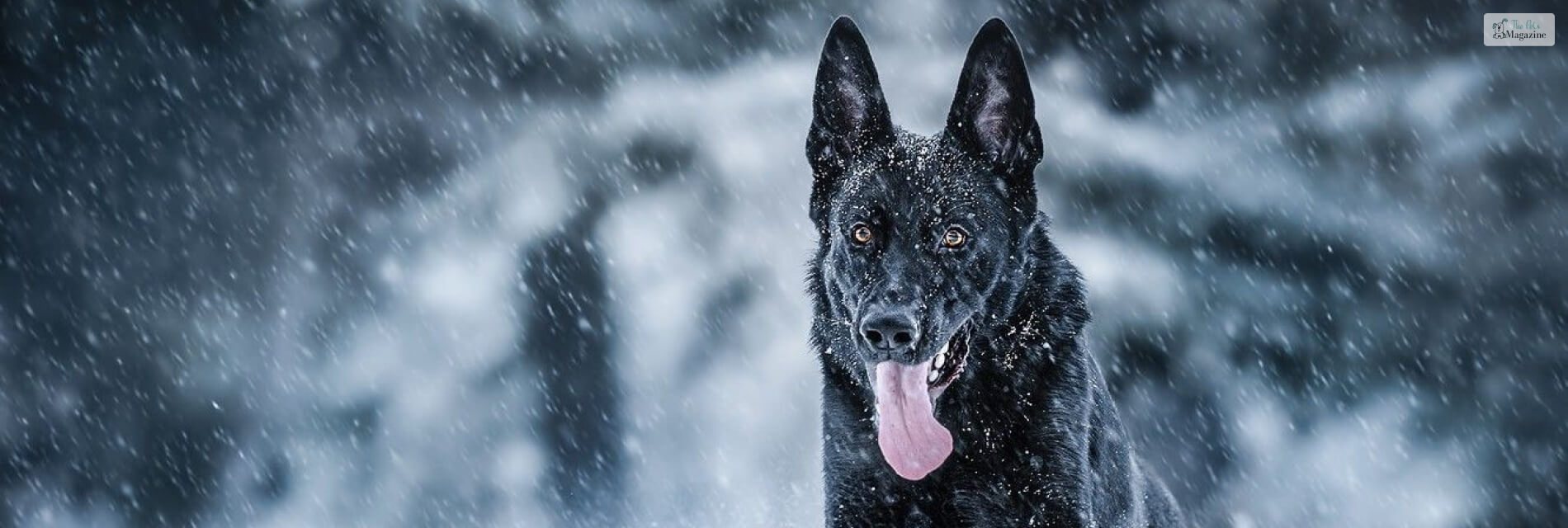 Things You Didn't Know About The Black German Shepherd