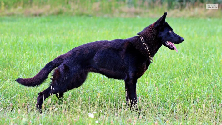 Black German Shepherds Are Larger Than Other German Shepherds