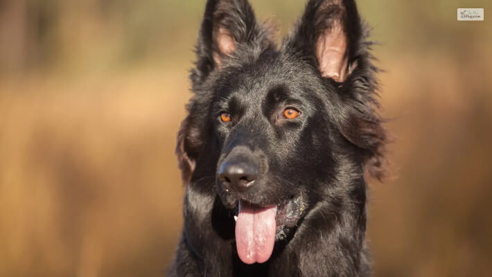 Black German Shepherds Will Explore Everything With Their Noses