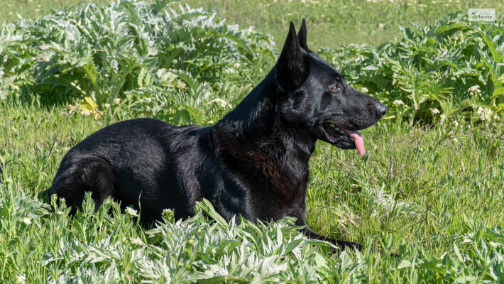 Black German Shepherds