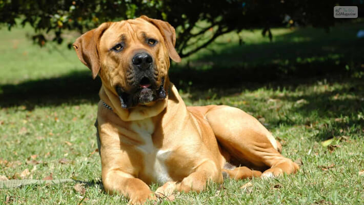 Boerboel