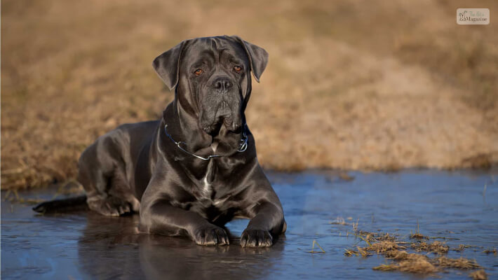 Cane Corso