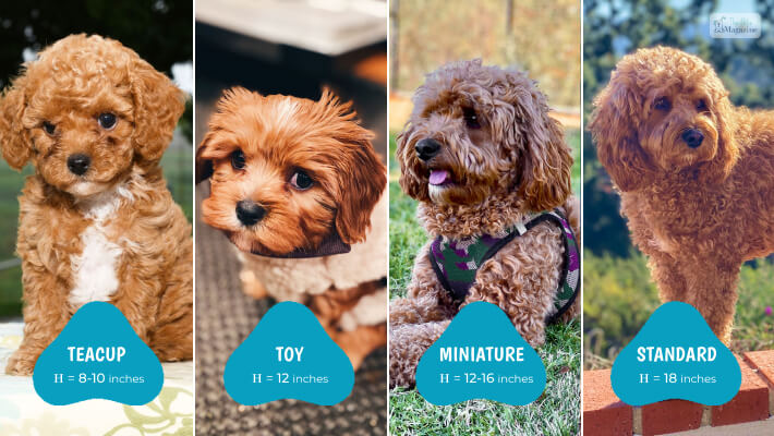 What Impacts The Size Of A Teacup Cavapoo Full Grown 