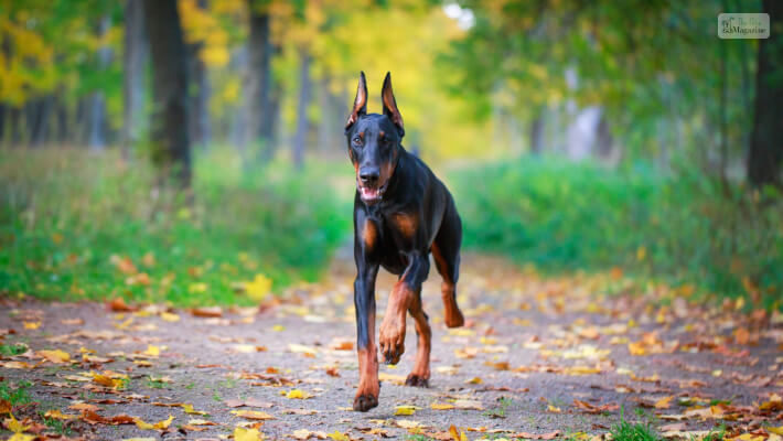 Doberman Pinscher