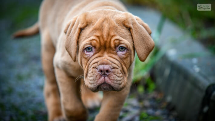 Dogue De Bordeaux