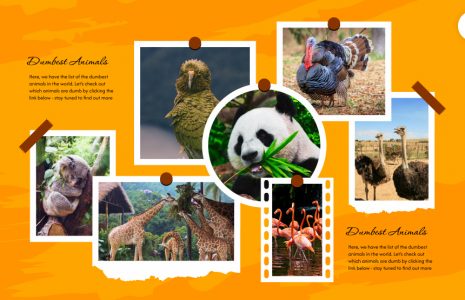 Dumbest Animals In The World