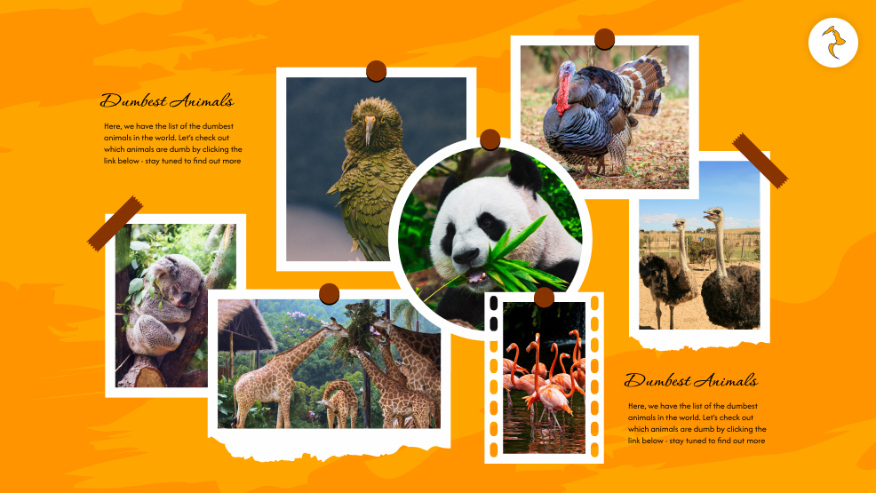 Dumbest Animals In The World