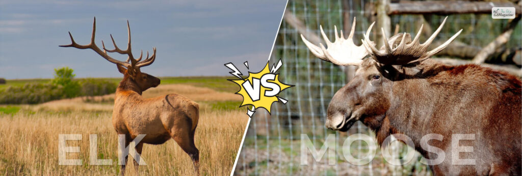 Elk Vs Moose- How To Tell, Differences, A Quick Guide