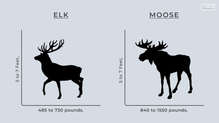 Elk Vs Moose- How To Tell, Differences, A Quick Guide