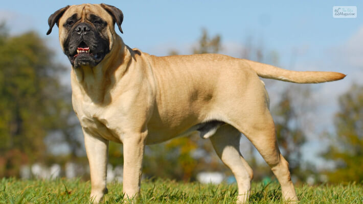 English Mastiff