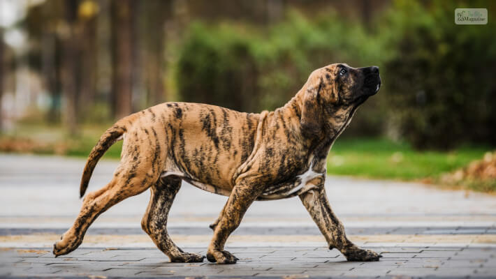 Fila Brasileiro