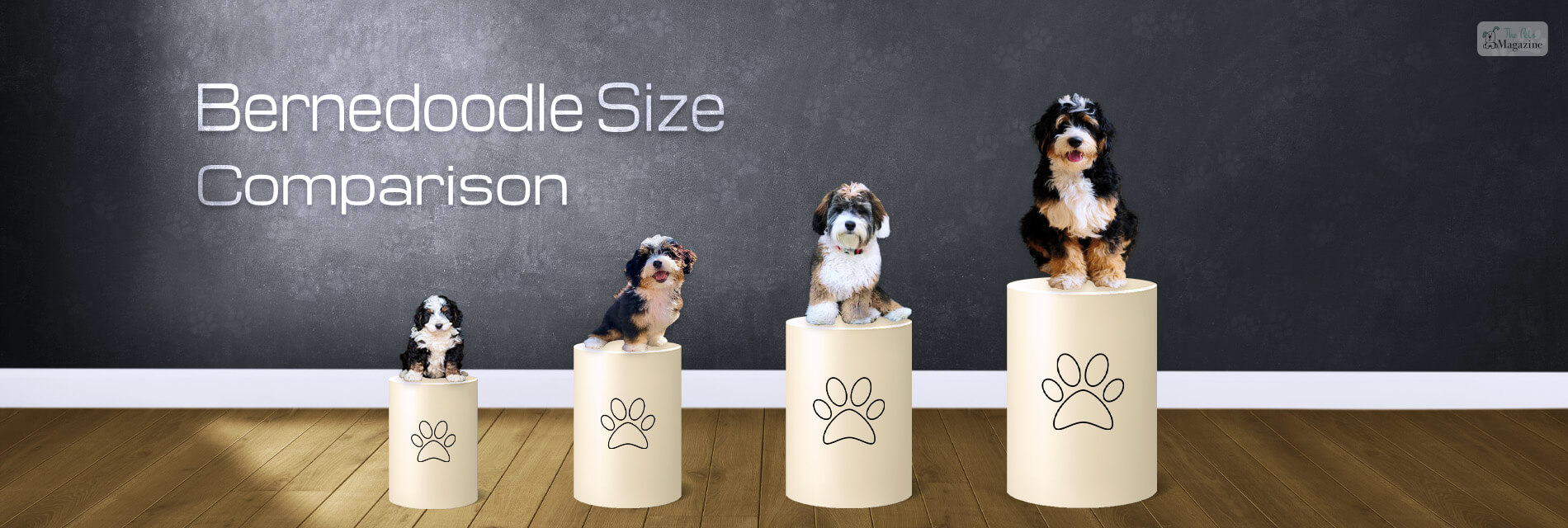 Bernedoodle Size