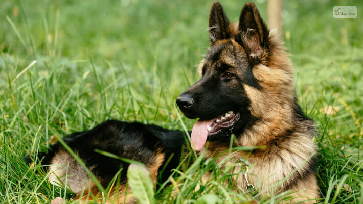 German Shepherd