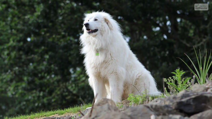 Great Pyrenees